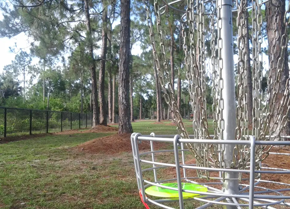A basket with a disc in it among tall pines