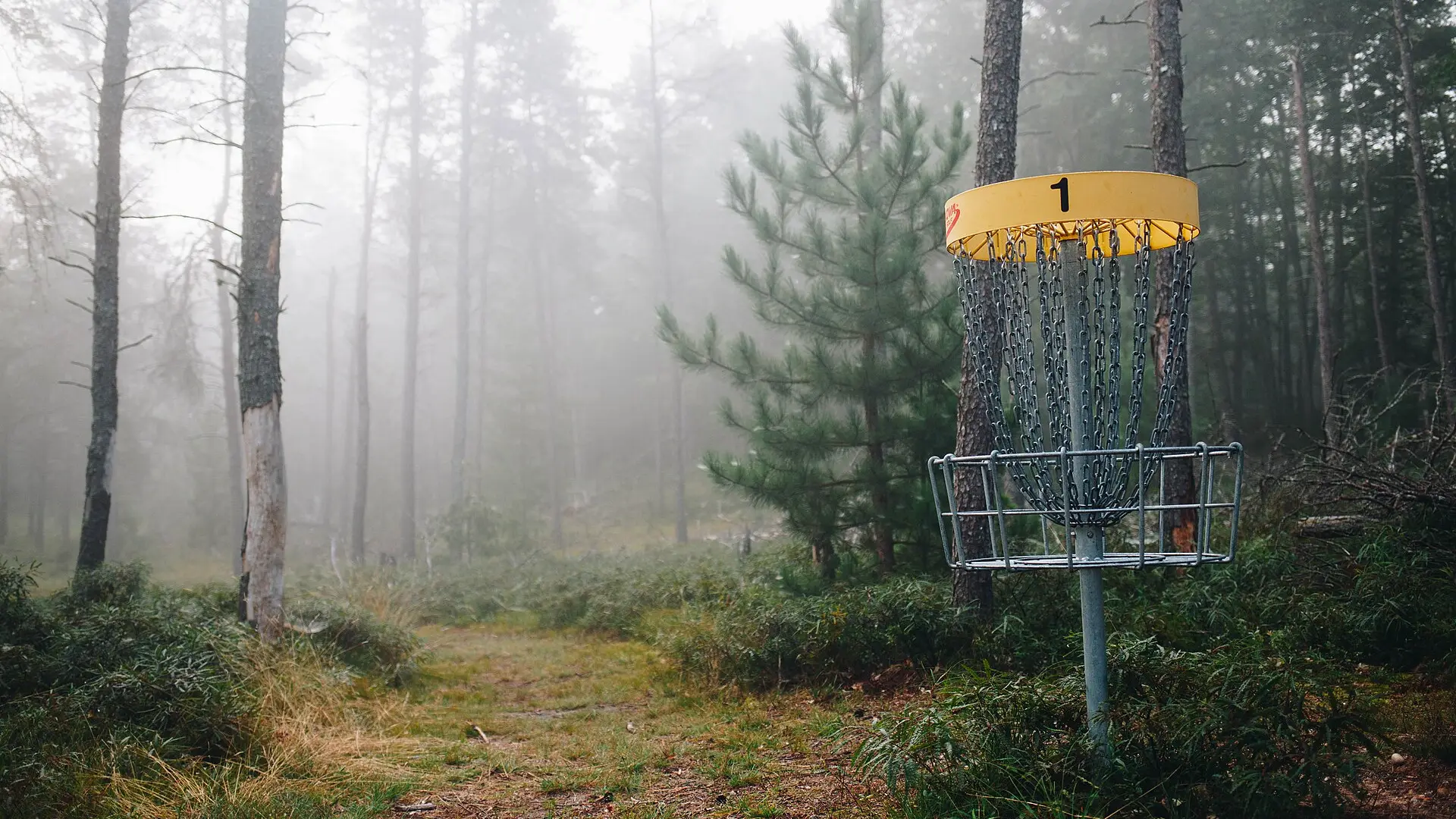 A disc golf basket on a misty wooded fairway