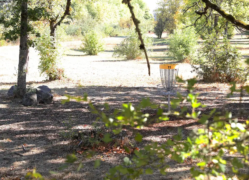 A basket among trees and shrubs on a wooded hole